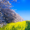 熊谷桜堤の桜