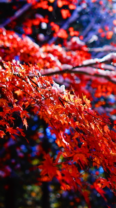 雪と紅葉