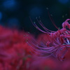 曼珠沙華_3