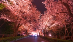 長瀞の桜