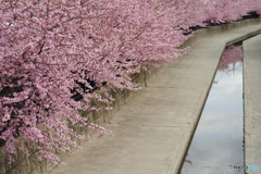 淀水路河津桜