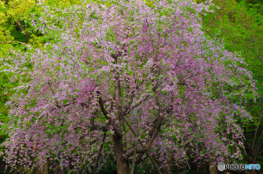 大阪城公園の桜