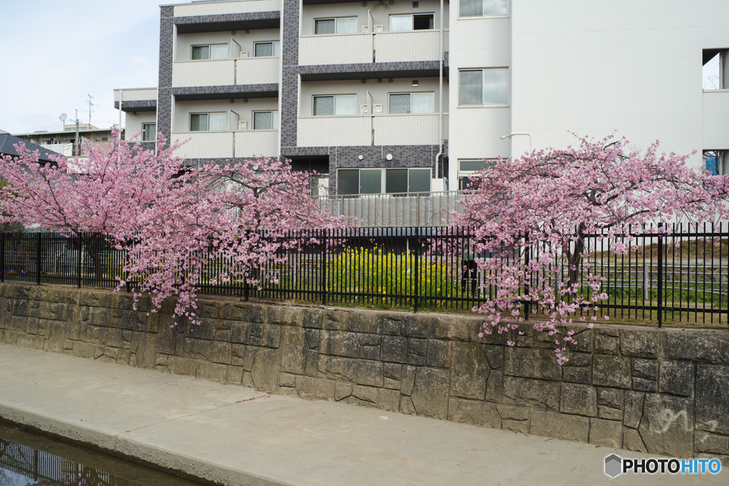 淀水路河津桜