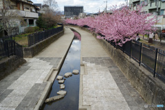 淀水路河津桜