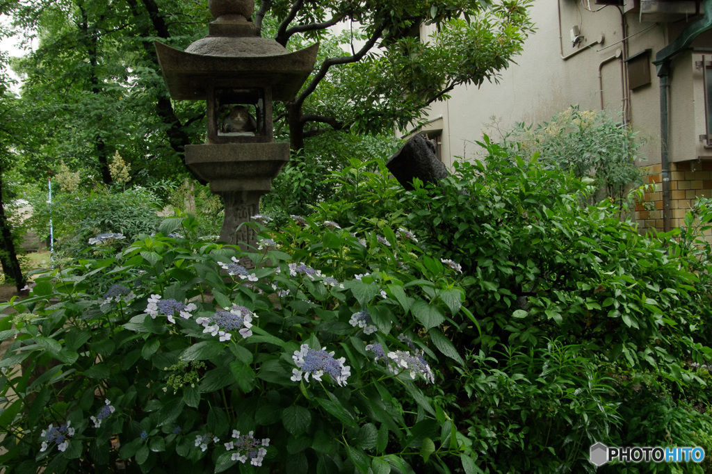 雨宿りするネコ