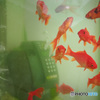 金魚ボックス