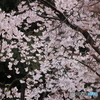 満開
