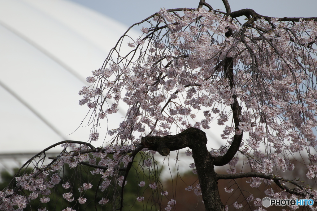 東京ドームと桜