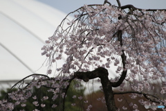 東京ドームと桜