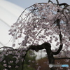 東京ドームと桜