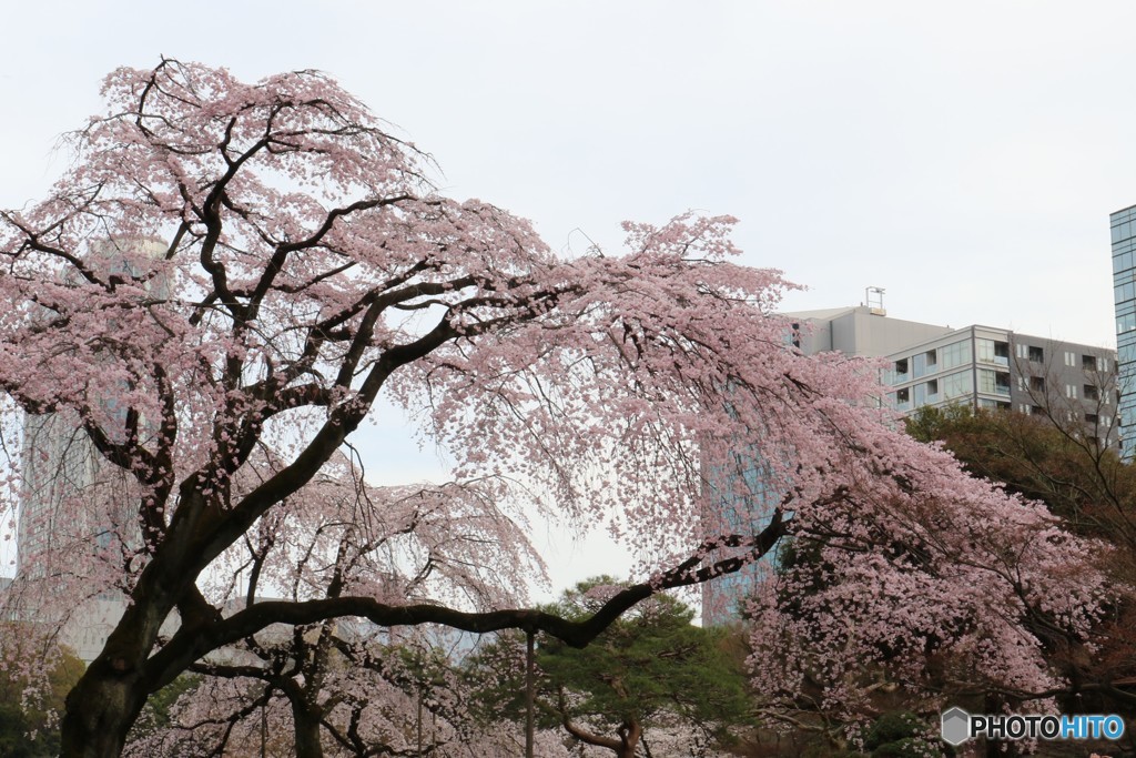 しだれ桜