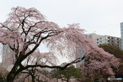 しだれ桜