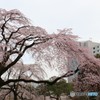 しだれ桜