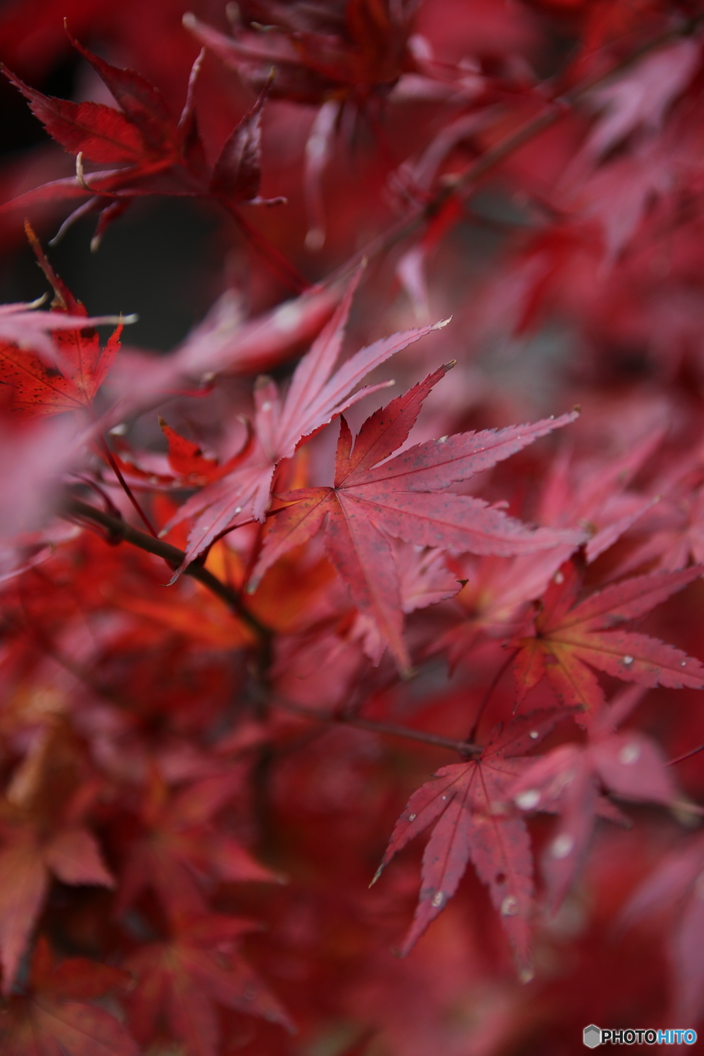 紅
