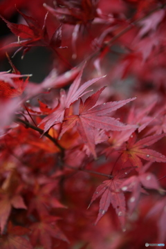 紅