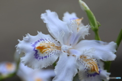 名も知らぬ花