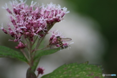 秋　蜂
