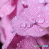 紫陽花