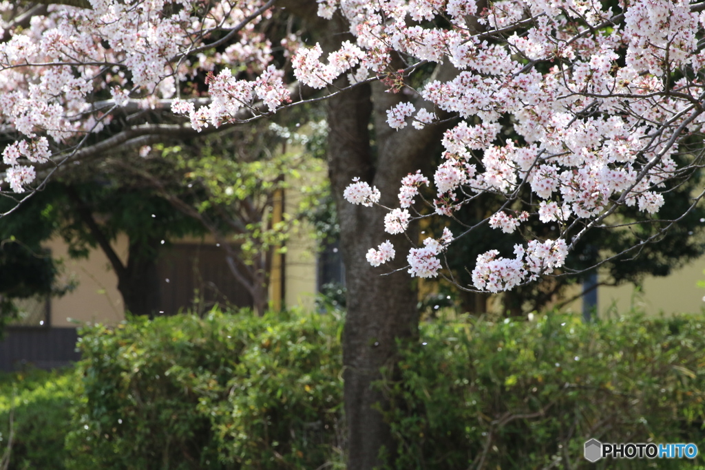 花びら、舞う
