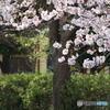 花びら、舞う
