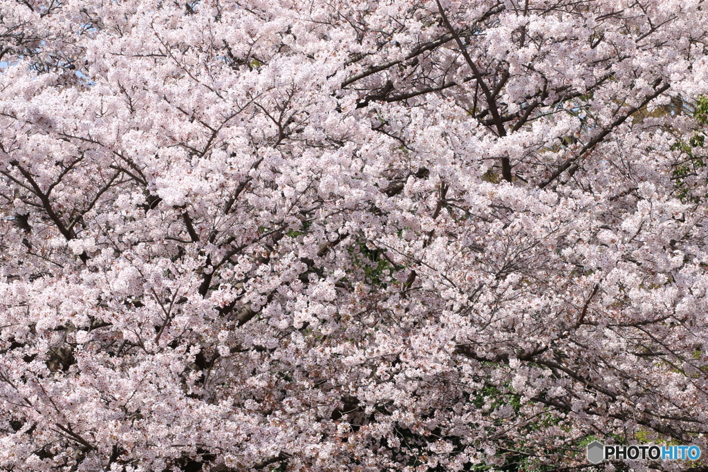桜まみれ