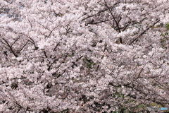 桜まみれ