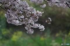 雨の桜