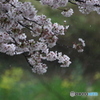雨の桜