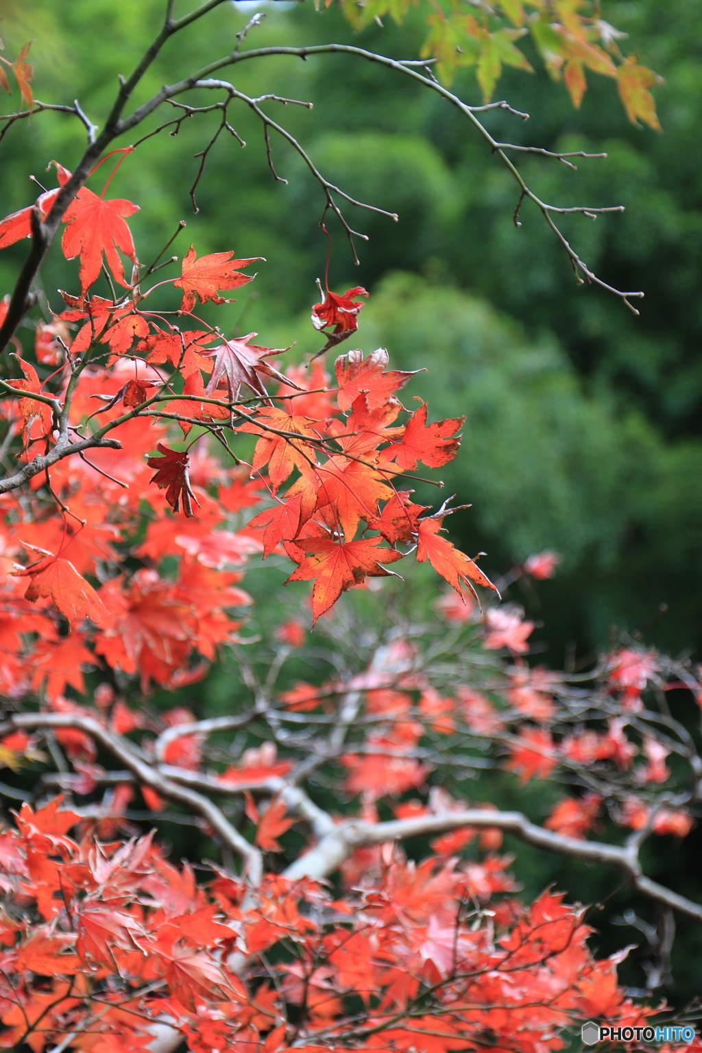 紅葉