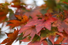 秋　紅葉
