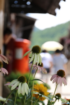 夏、木陰