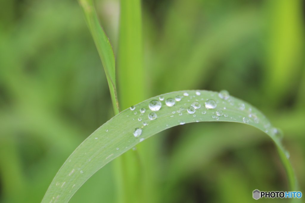 雨上がり