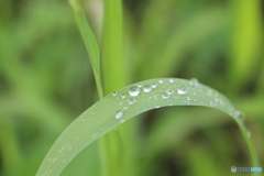 雨上がり