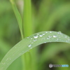 雨上がり