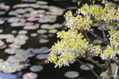 白い花