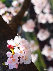桜さく