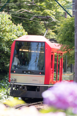 あじさい電車２