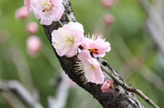 早春