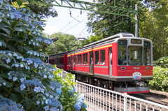 あじさい電車１