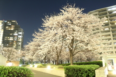 中庭の夜桜
