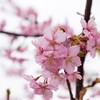 河津桜（4）