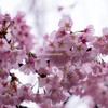 何桜？