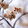 小金井公園（2）