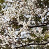 小金井公園（6）