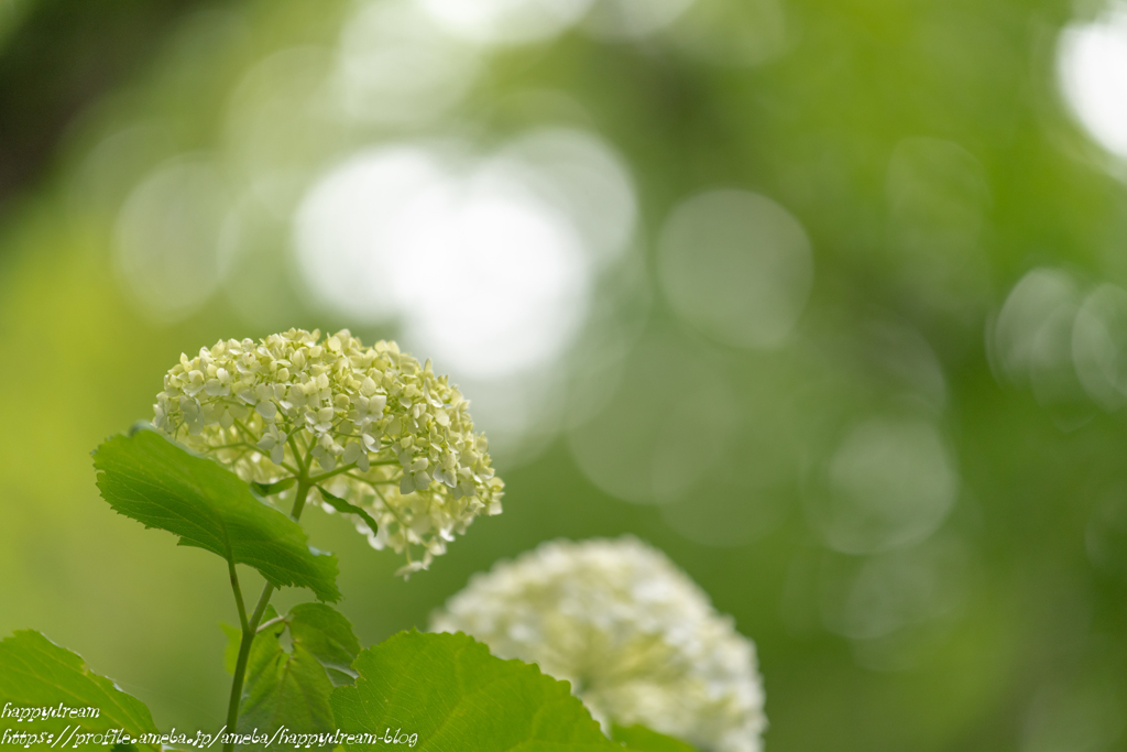 2018紫陽花（7）