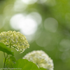 2018紫陽花（7）