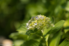 今更ながら紫陽花（4）