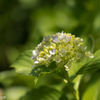 今更ながら紫陽花（4）