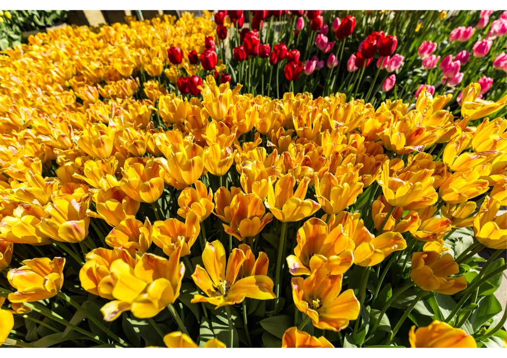 ウィンターチューリップ（3）