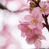 河津桜（2）